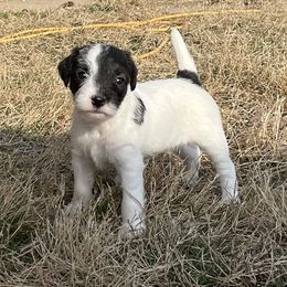 Parson Russell Terrier Puppies from Deep Creek Welsh Farm