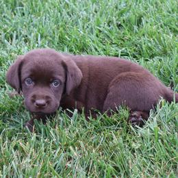 Daisy - Chocolate female Labrador Retriever puppy in Camden, Indiana from Camden's Caring Canines