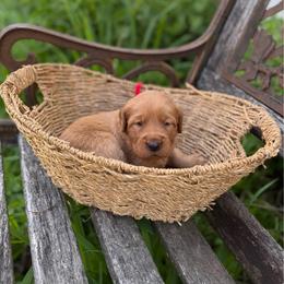 Red collar - Dark golden female Golden Retriever puppy in Monroe, Tennessee from Golden Girls Furever Friends