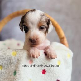 Isadora - Piebald female Dachshund puppy in Robesonia, Pennsylvania from Happily Ever After’s Puppies