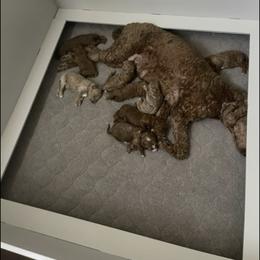Aussiedoodle and Goldendoodle Puppies from Garside Doodles