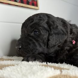 Rosie - Black female Goldendoodle puppy in Litchfield, Connecticut from Gracie Doodles CT