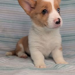 Cadbury - Red merle and white male American Corgi puppy in Clarksville, Tennessee from Cold Creek Family Farm LLC