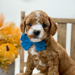 Waylon - Red  male Goldendoodle puppy in Queen Creek, Arizona from Goldendoodle AZ