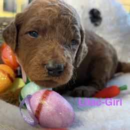 Lilac - Chocolate female Goldendoodle puppy in Clermont, Florida from Da Ruba Doodles