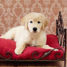 Golden Retriever Puppies from Suthern Gold Golden Retrievers