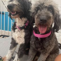 Andre - Parti female Goldendoodle puppy in Brooklyn, New York from Lyon and Luna Goldendoodles Bernedoodles