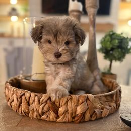 Armani - Liver male Miniature Schnauzer puppy in Orange City, Florida from Xaysha’s Miniature Schnauzers
