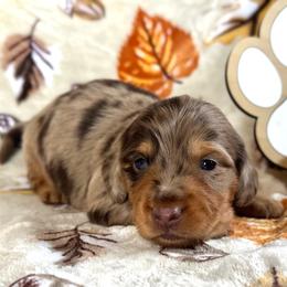 Cappuccino - Dapple male Dachshund puppy in Dothan, Alabama from Little House Pups