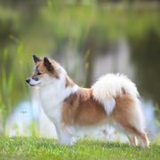 Lylah - Icelandic Sheepdog