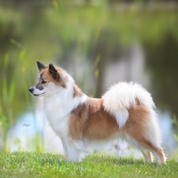 Lylah - Icelandic Sheepdog