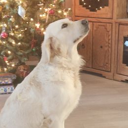 Callie - Golden Retriever