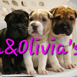 Chinese Shar-Pei Puppies from Zoey's Waggly Tails