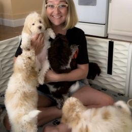 Lagotto Romagnolo Puppies from Anna’s Lagottos