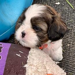 Fred - Brindle and white male Cavatzu puppy in Saint Paul, Minnesota from Amy’s Puppy Tzu