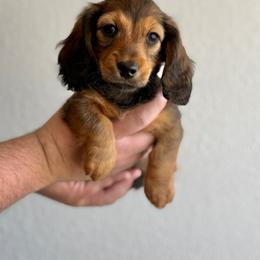 Purple Collar - Red female Dachshund puppy in Cheyenne, Wyoming from Golden Badger Kennels