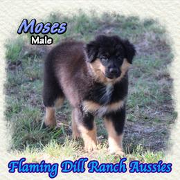 Moses - Black tri male Miniature Australian Shepherd puppy in Forestburg, Texas from Flaming Dill Ranch Aussies