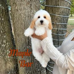 Maple Bar - Yellow and white male Bernedoodle puppy in Mount Vernon, Missouri from PoodlelyDoodlely