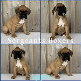 Apple - Fawn male Boxer puppy in Madisonville, Texas from Sergeant's Boxers