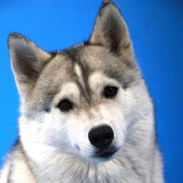 Zuri - Siberian Husky