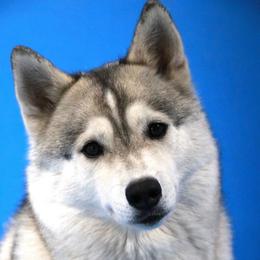 Zuri - Siberian Husky
