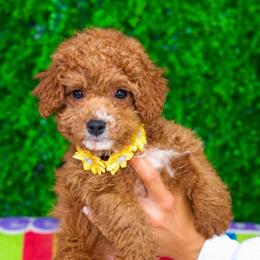 Elsa - Red  female Goldendoodle puppy in Brandon, Florida from Murphys Doodles