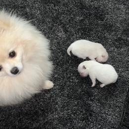 Pomeranian Puppies from Cream Puffs Pomeranians
