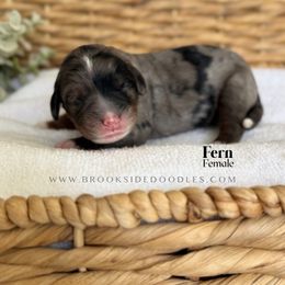 Fern - Blue merle female Bernedoodle puppy in Murrieta, California from Brookside Bernedoodles