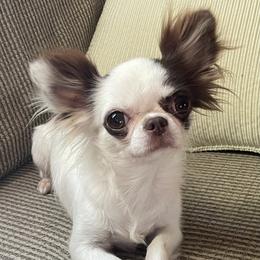 Chihuahua puppies from ChiWowTown Chihuahuas