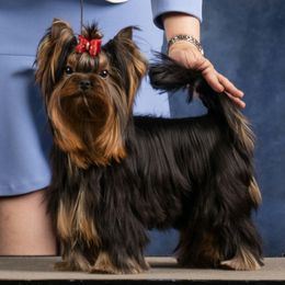 Yorkshire Terrier puppies from Simply Perfect Yorkies