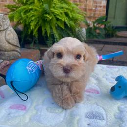 AKC Tan collar Red Wheaten Male - Wheaten male Miniature Schnauzer puppy in Calhoun, Georgia from The BrickHouse Miniature Schnauzers