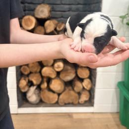 Kiri - Black and white female Border Collie puppy in Taylor, Arizona from Vowell Farm Border Collies
