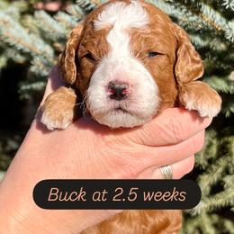 Buck - Red  male Goldendoodle puppy in Sugar City, Idaho from Idaho Sugar Doodle Pups