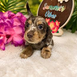 Chocolate dapple female - Dapple female Dachshund puppy in Pleasant Plains, Arkansas from JGBs Silver Spur Dachshunds