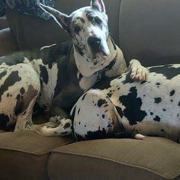 Great Danes from Paula Lloyd's Great Danes