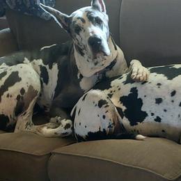 Great Danes from Paula Lloyd's Great Danes