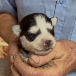 Diva - Black and white female Pomsky puppy in Spring Hill, Florida from PDQ Pomskies