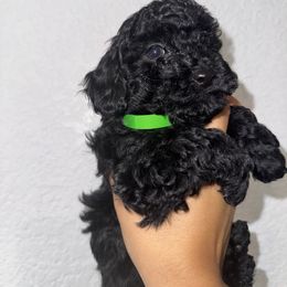 Poodle and Yorkshire Terrier Puppies from Cotton Furbabies