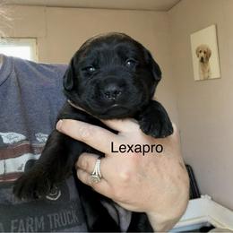 Lexapro - Black female Labrador Retriever puppy in South Lyon, Michigan from Matoskah Meadows Labradors