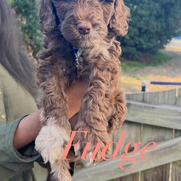 Cockapoo and Goldendoodle Puppies from My Forever Best Friend