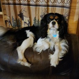 Jailbird - Cavalier King Charles Spaniel