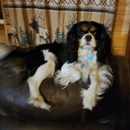 Jailbird - Cavalier King Charles Spaniel