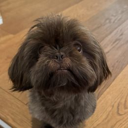 Mowgli - Shih Tzu