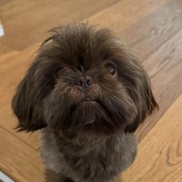 Mowgli - Shih Tzu