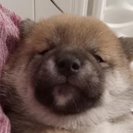 Akita and Shiba Inu Puppies from Khshibas-khakitas