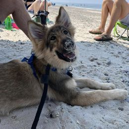 Native American Indian Dog Puppies from Seven Sisters Canids