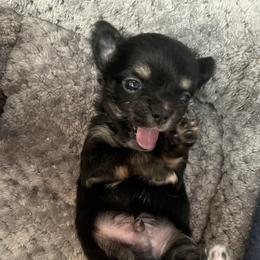 Arrow - Chocolate blue male Chihuahua puppy in Tecumseh, Oklahoma from Callie’s Happy Chihuahuas, Callie’s Happy Treasures LLC