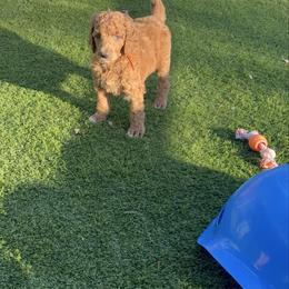 Everest - Red  male Poodle puppy in Mount Vernon, Illinois from AMC Poodles