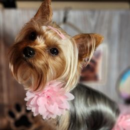 Yorkshire Terriers from Nana's Yorkie Crew