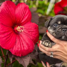 French Bulldog Puppies from Kismet French Bulldogs
